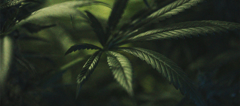Die Bedeutung des Dunkelzyklus im Cannabisanbau