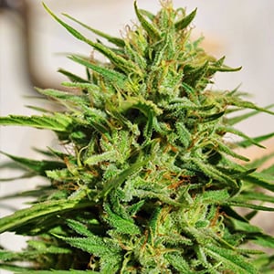 Royal Highness