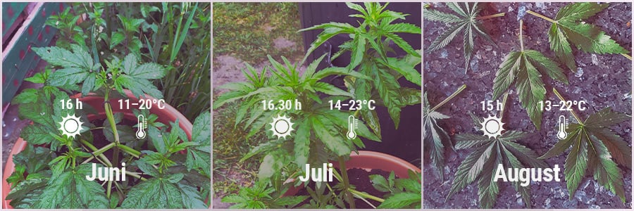 How To Grow Cannabis Outdoors - Belgium