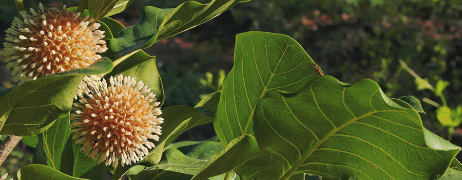 Kratom Legal Kratom Legal