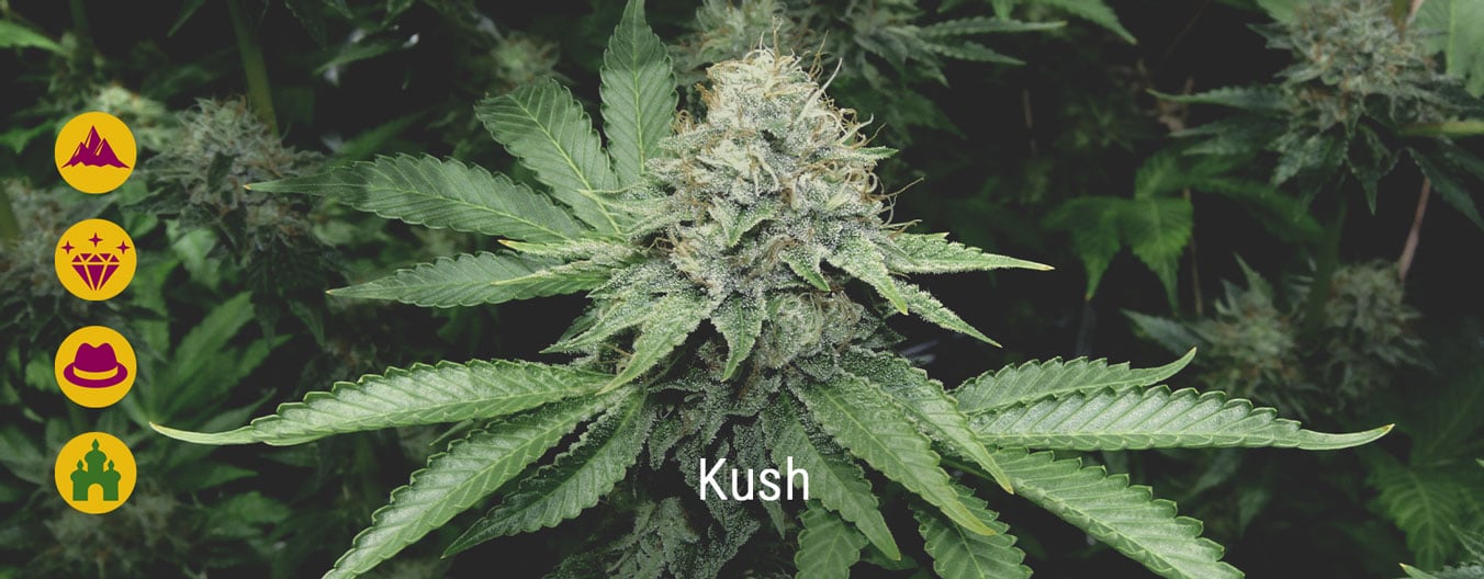 Die besten Kush-Cannabissorten