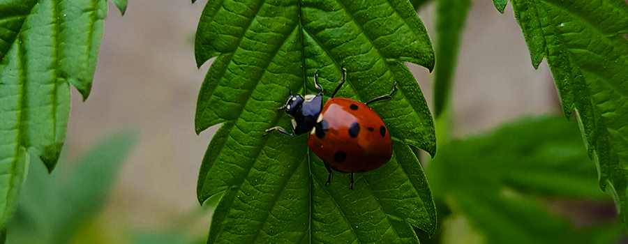 MARIENKÄFER SIND AUSGEZEICHNETE RAUBTIERE MARIENKÄFER SIND AUSGEZEICHNETE RAUBTIERE
