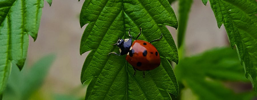 Sooty Mould Mold Cannabis Ladybug