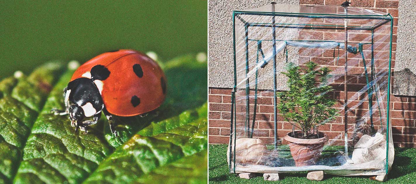 Die Grundlagen des Outdoor-Anbaus (Teil 4) 