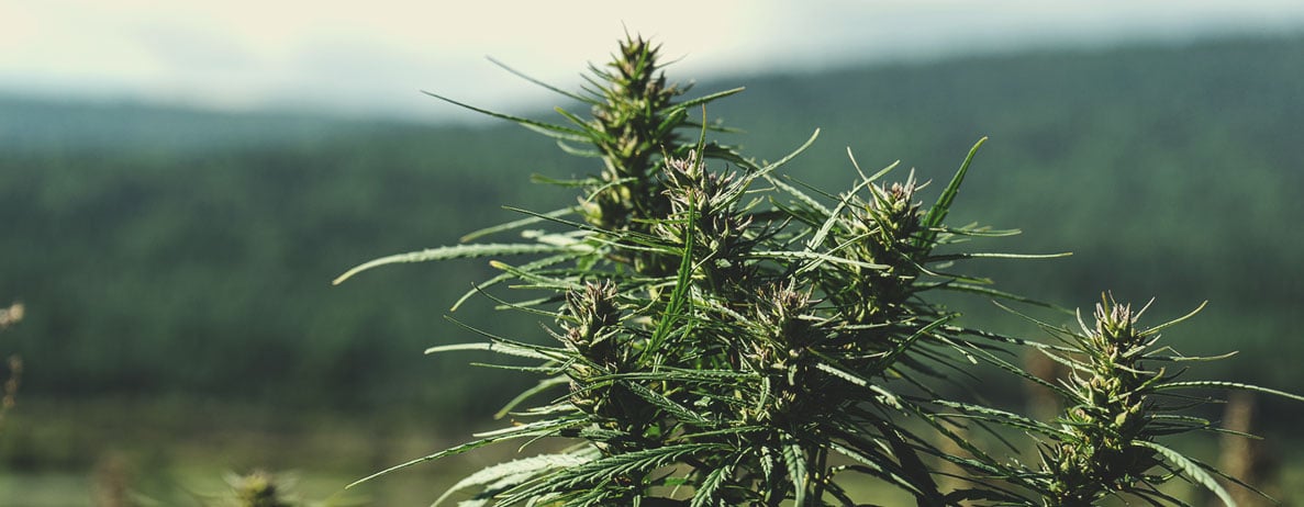 Was ist Landrassen-Cannabis? Was ist Landrassen-Cannabis?