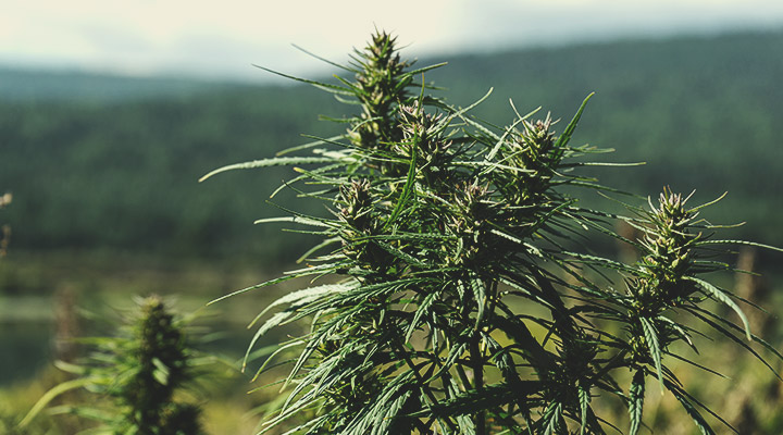 Was ist Landrassen-Cannabis? Was ist Landrassen-Cannabis?