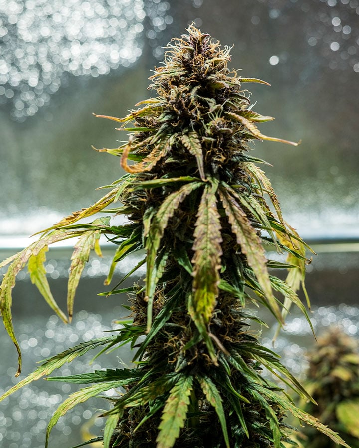 Sativas Indoor Sativas Indoor