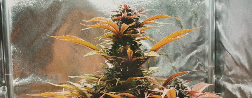 Sativas Indoor Sativas Indoor