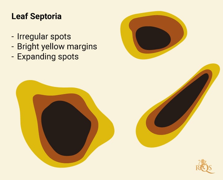 Leaf Septoria