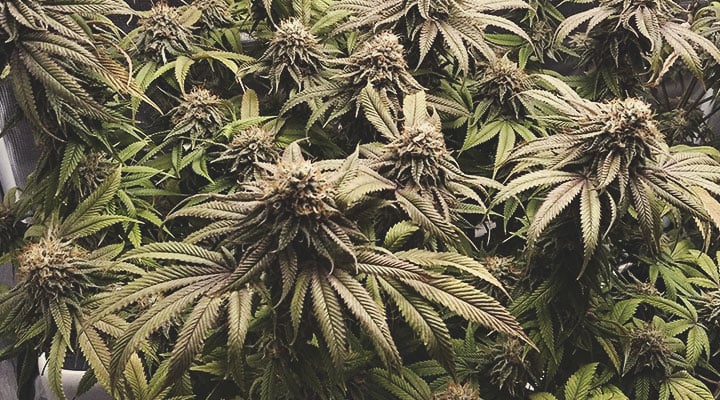 Legendary OG Punch Legendary OG Punch