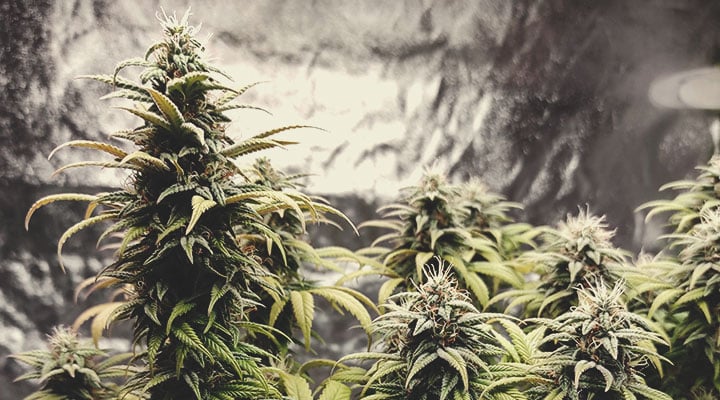 Lemon Shining Silver Haze Lemon Shining Silver Haze