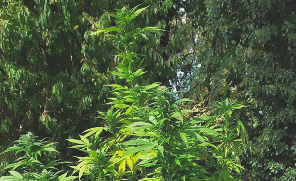 Top 10 High-Yielding Outdoor Cannabis Strains Top 10 High-Yielding Outdoor Cannabis Strains