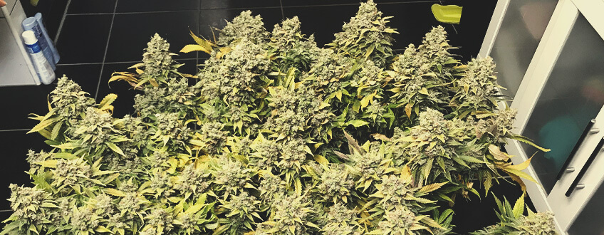 Lemon Shining Silver Haze Lemon Shining Silver Haze