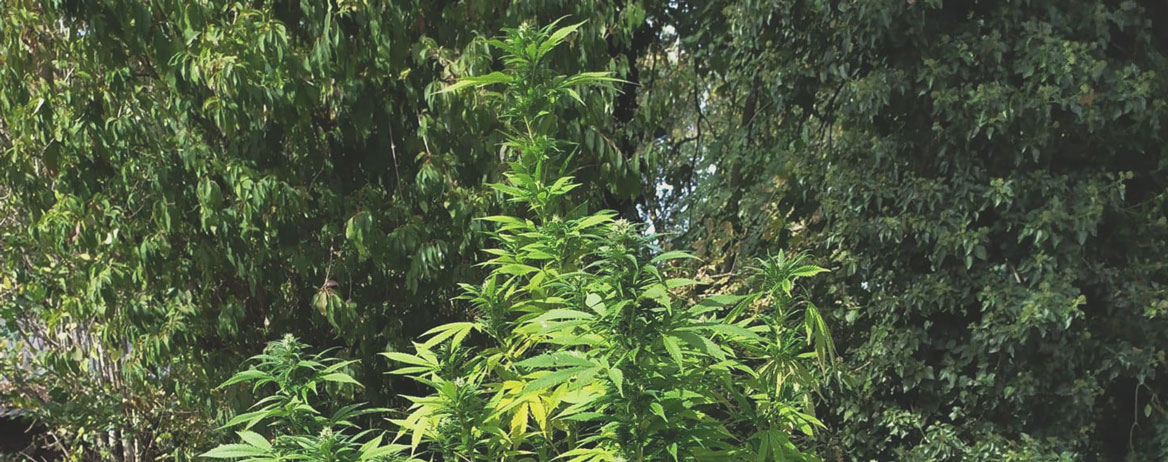 Top 10 High-Yielding Outdoor Cannabis Strains Top 10 High-Yielding Outdoor Cannabis Strains