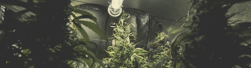 CANNABIS AILMENTS CANNABIS AILMENTS
