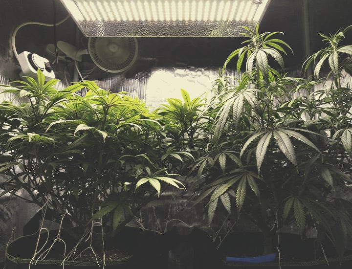 Autoflowering Cannabissamen für den Indoor-Anbau