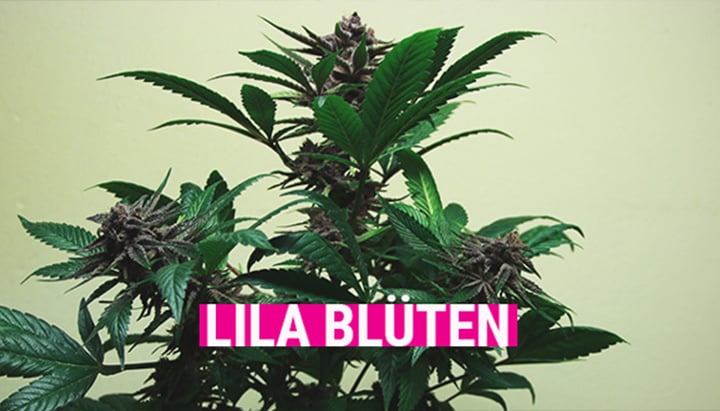 Purple Cannabis Purple Cannabis