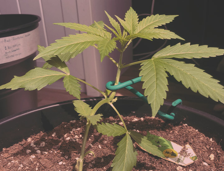Topping and Training Autoflowering Cannabis Topping and Training Autoflowering Cannabis