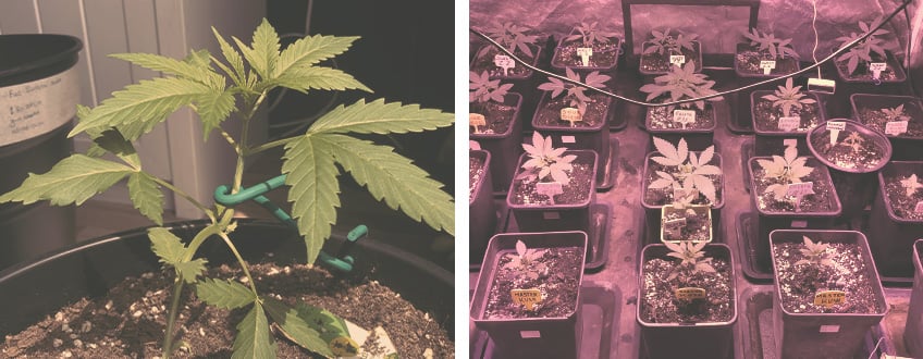Topping and Training Autoflowering Cannabis Topping and Training Autoflowering Cannabis