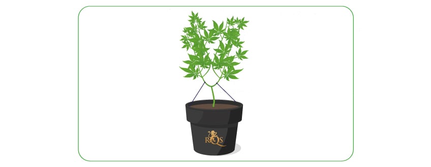 Topping and LST Topping and LST