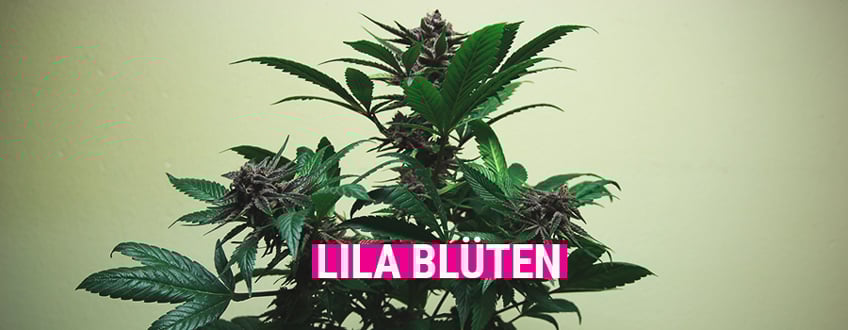 Purple Cannabis Purple Cannabis