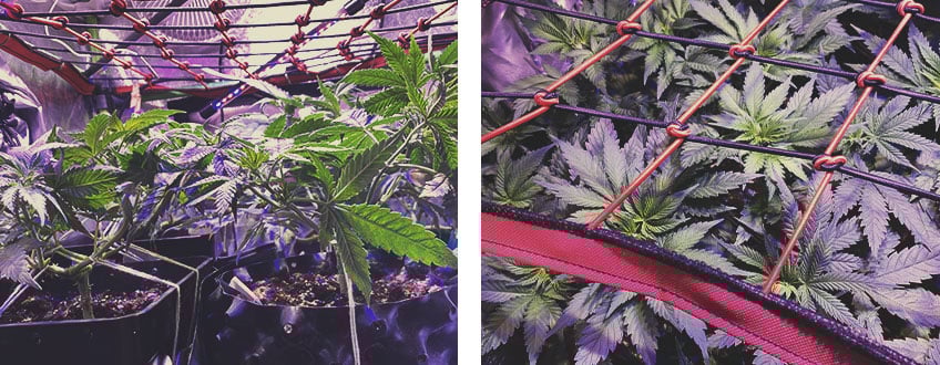 ScrOG mit anderen Cannabis-Trainingstechniken verbessern ScrOG mit anderen Cannabis-Trainingstechniken verbessern