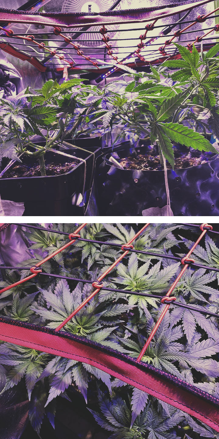 ScrOG mit anderen Cannabis-Trainingstechniken verbessern ScrOG mit anderen Cannabis-Trainingstechniken verbessern