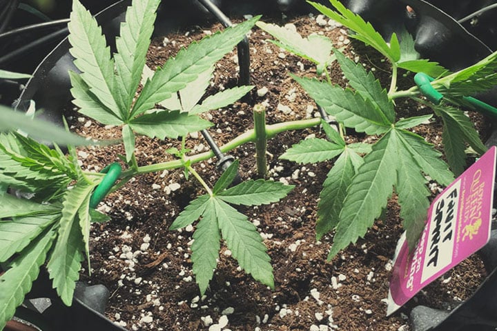 Mainlining Mainlining