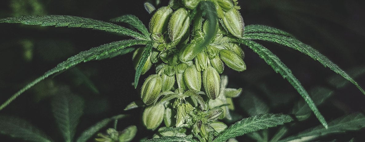 Wie sieht eine männliche Cannabispflanze aus? Wie sieht eine männliche Cannabispflanze aus?