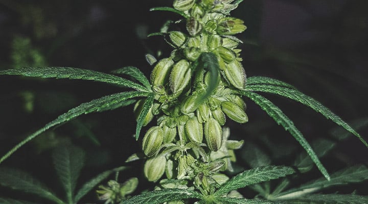 Wie sieht eine männliche Cannabispflanze aus?