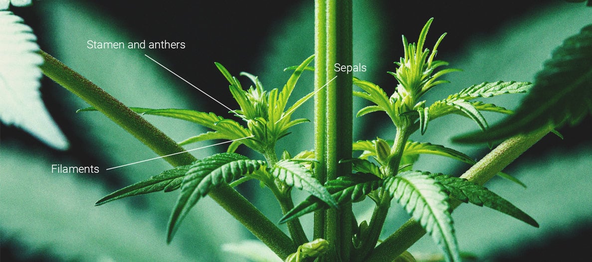 Fotografía macro de flor masculina de cannabis destacando estambres, anteras y sépalos, elementos clave en la reproducción de la planta de cannabis.