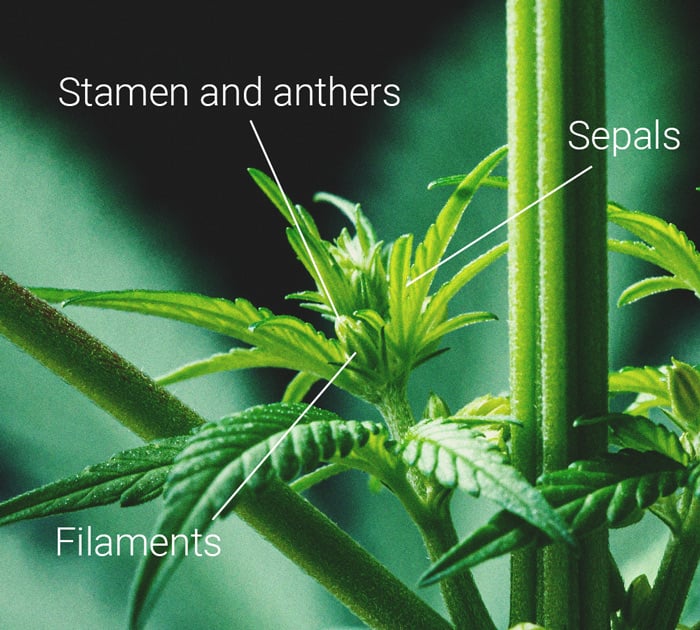 Fotografía macro de flor masculina de cannabis destacando estambres, anteras y sépalos, elementos clave en la reproducción de la planta de cannabis.