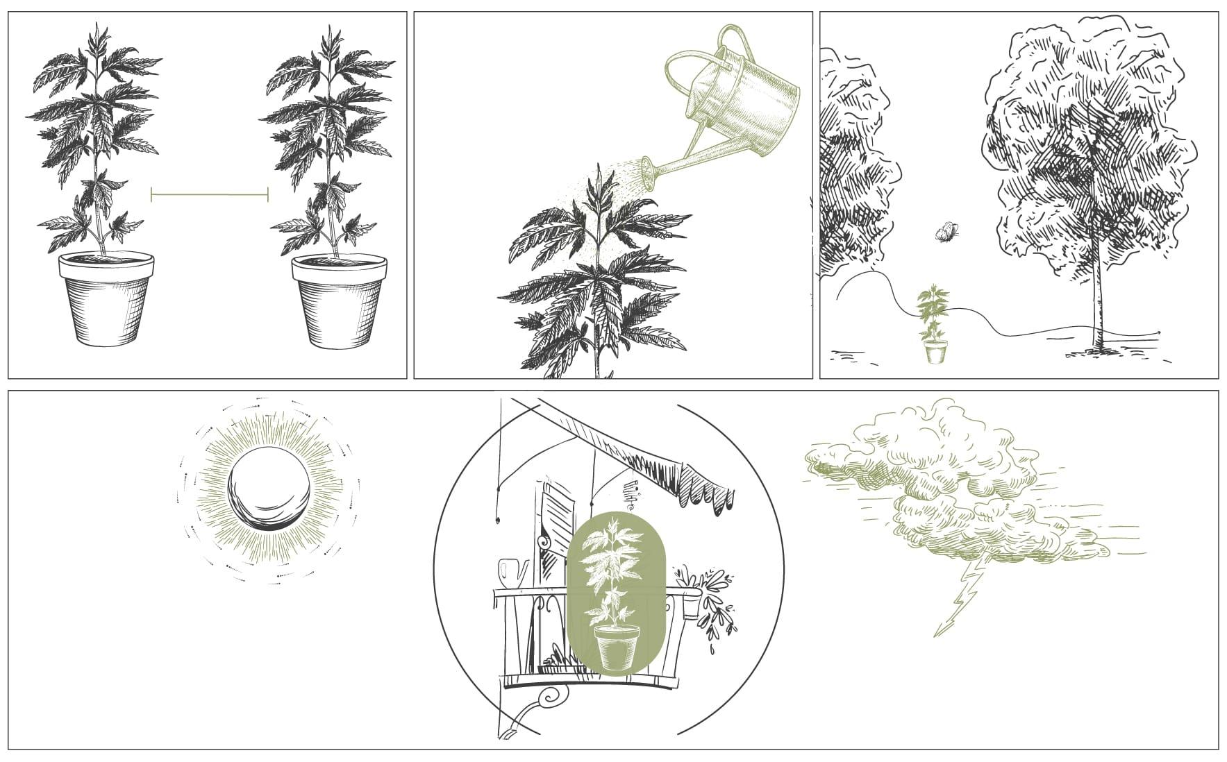 Wie man Cannabis mit dichten Blüten anbaut