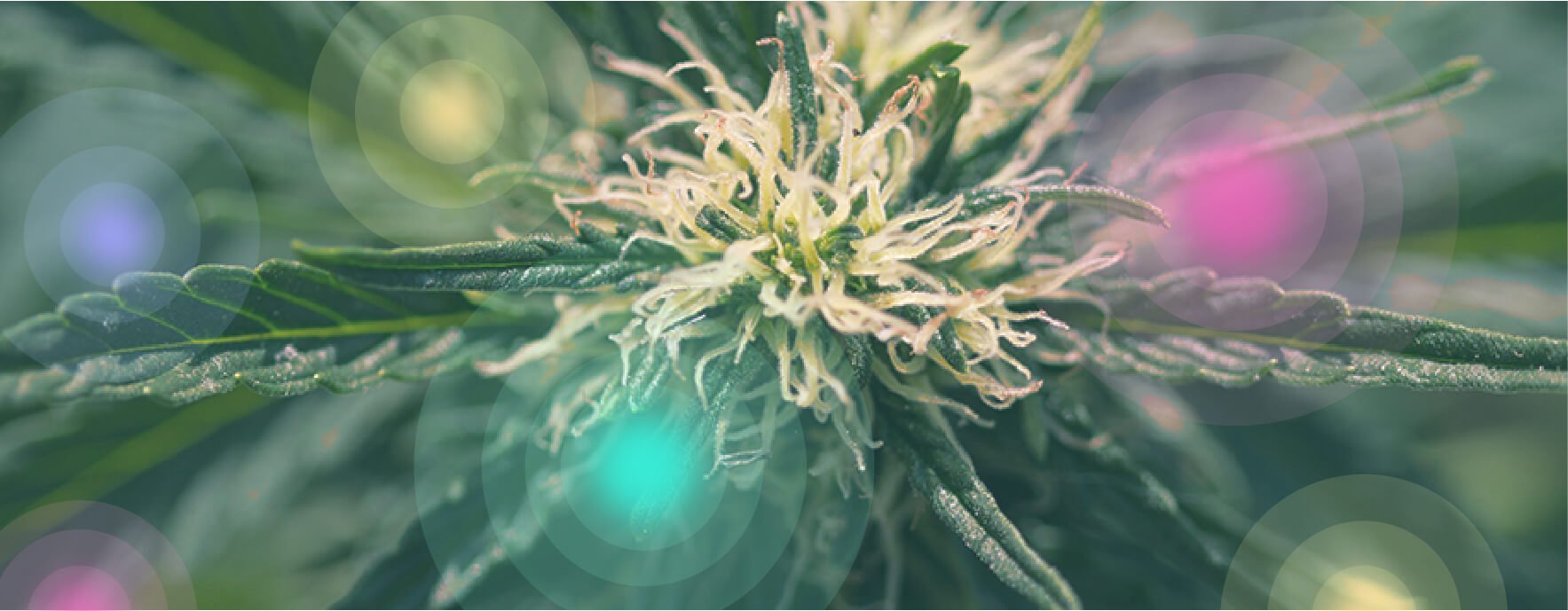 Was ist medizinisches Cannabis?