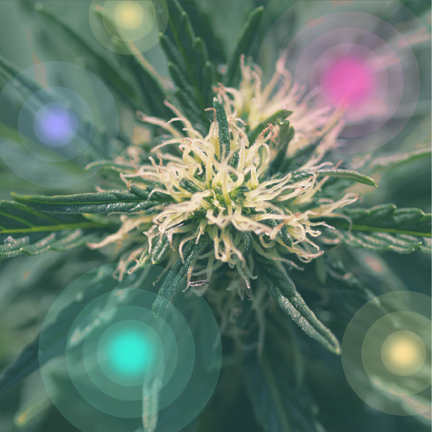 Was ist medizinisches Cannabis? Was ist medizinisches Cannabis?