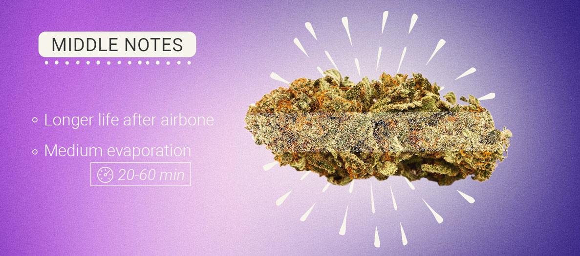 Middle Notes Cannabis Middle Notes Cannabis