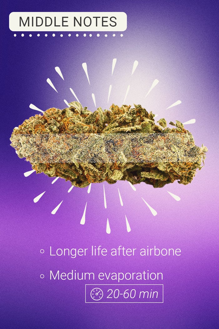 Middle Notes Cannabis Middle Notes Cannabis