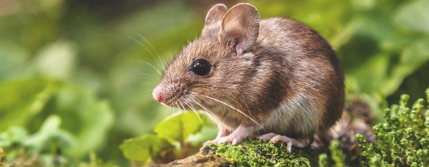 Mice Mice