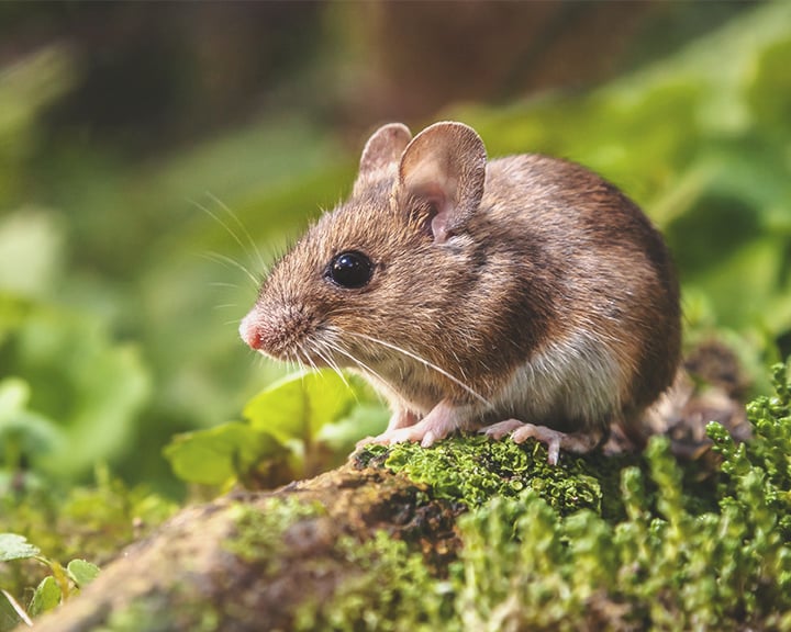 Mice Mice