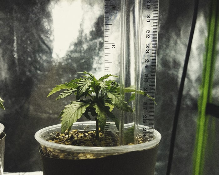 Mikro-Cannabisanbau: Großartiges Weed in winzigen Räumen anbauen