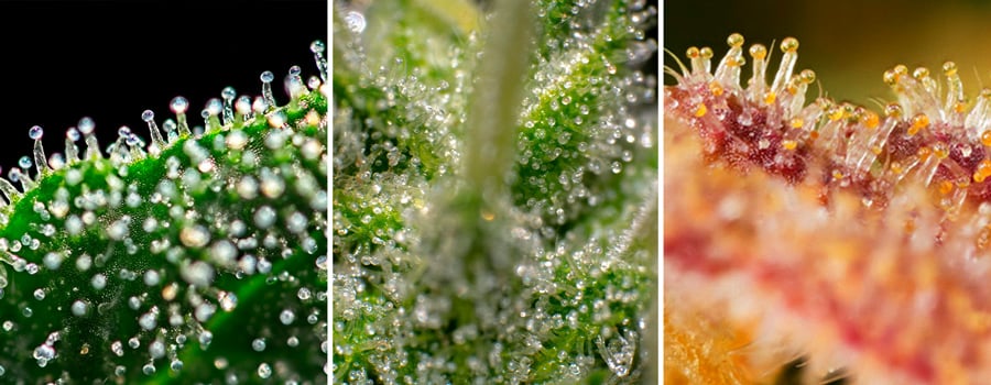 Trichomes Microscope