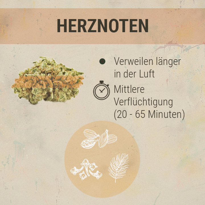 Middle Chords Cannabis Middle Chords Cannabis