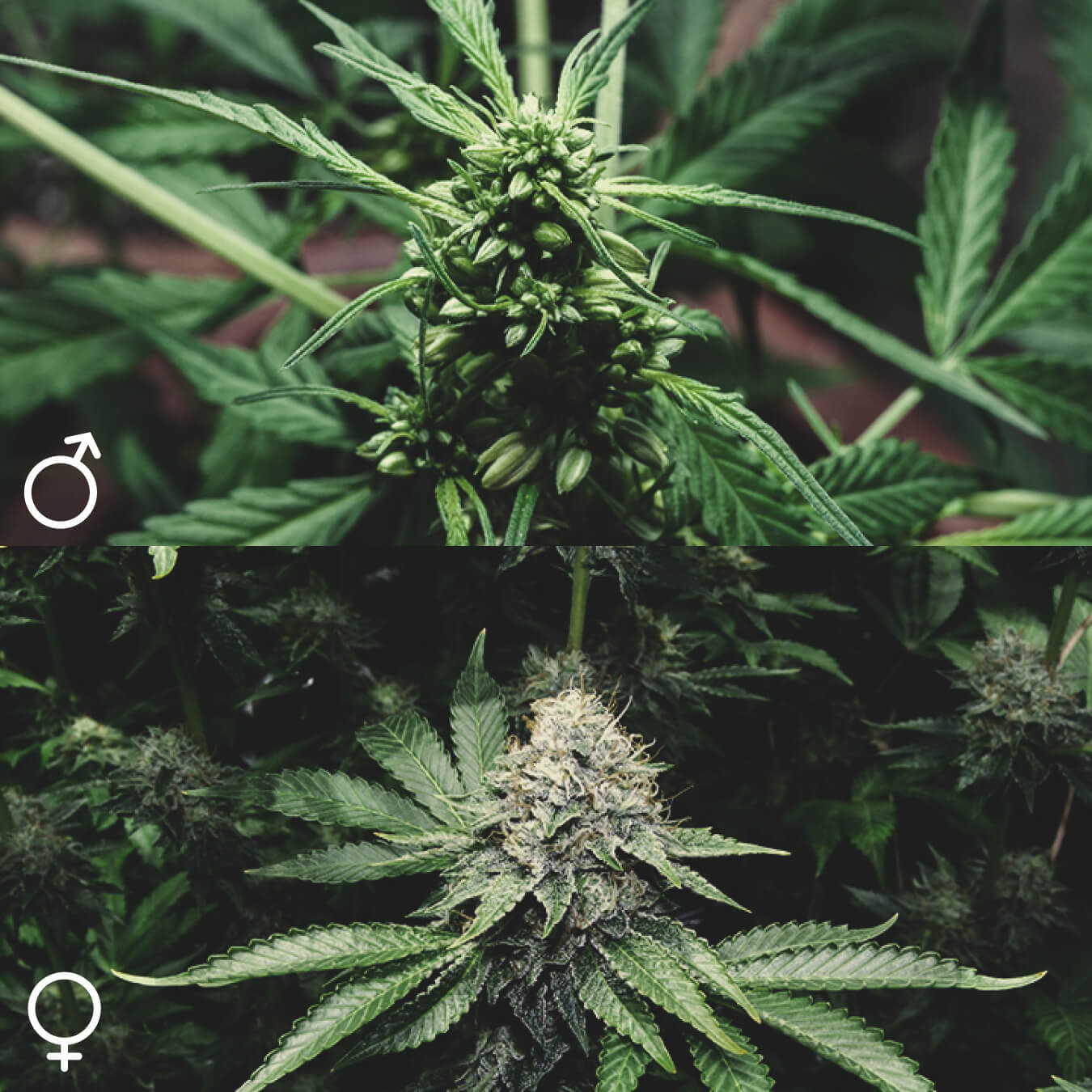 Sind alle Cannabispflanzen gleich?