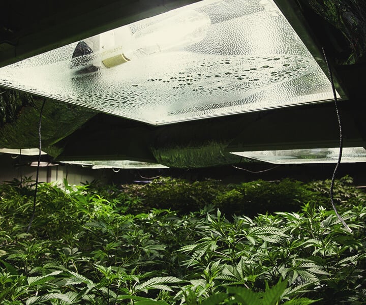 So versorgst Du Cannabispflanzen drinnen mit UV-Licht