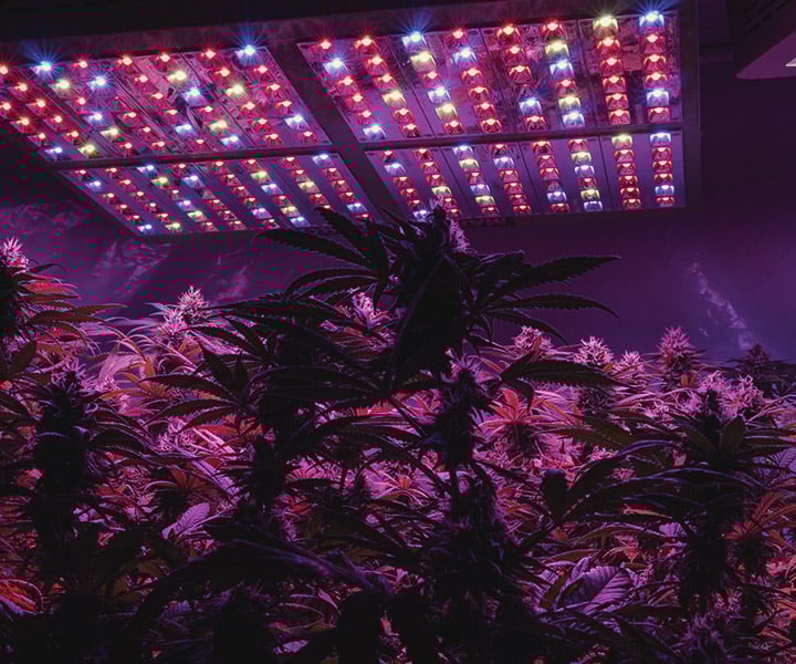 So versorgst Du Cannabispflanzen drinnen mit UV-Licht So versorgst Du Cannabispflanzen drinnen mit UV-Licht