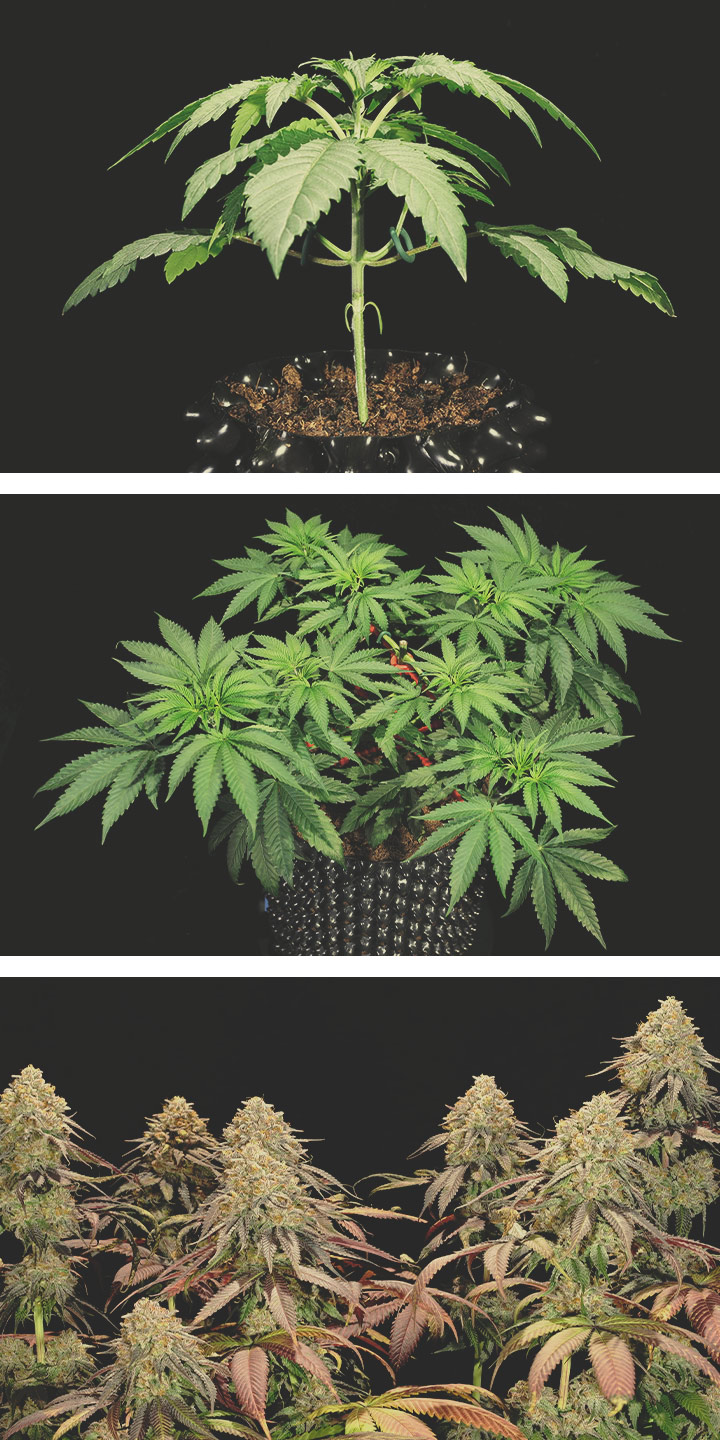 Legendary OG Punch Grow Report Legendary OG Punch Grow Report