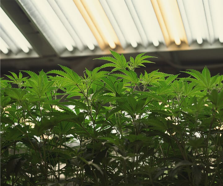 So versorgst Du Cannabispflanzen drinnen mit UV-Licht