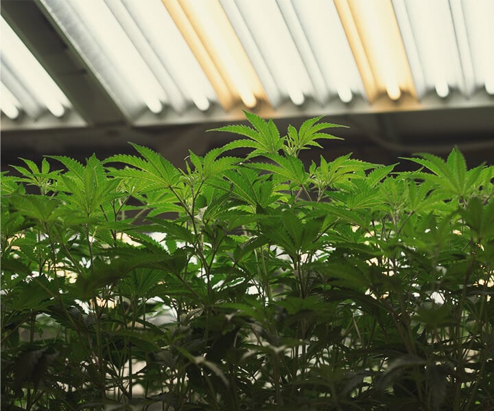 So versorgst Du Cannabispflanzen drinnen mit UV-Licht So versorgst Du Cannabispflanzen drinnen mit UV-Licht