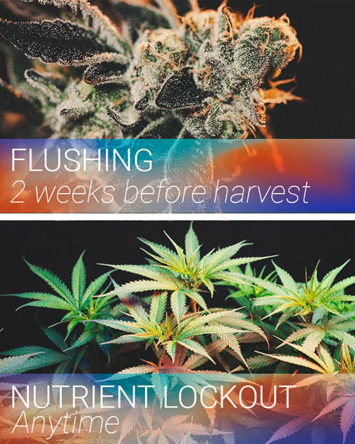 Der beste zeitpunkt zum spülen deiner cannabispflanzen