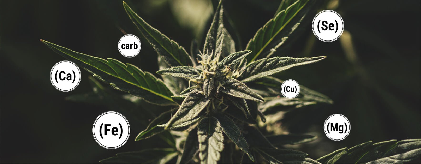 Was sind die Vorteile von Melasse für Cannabispflanzen?